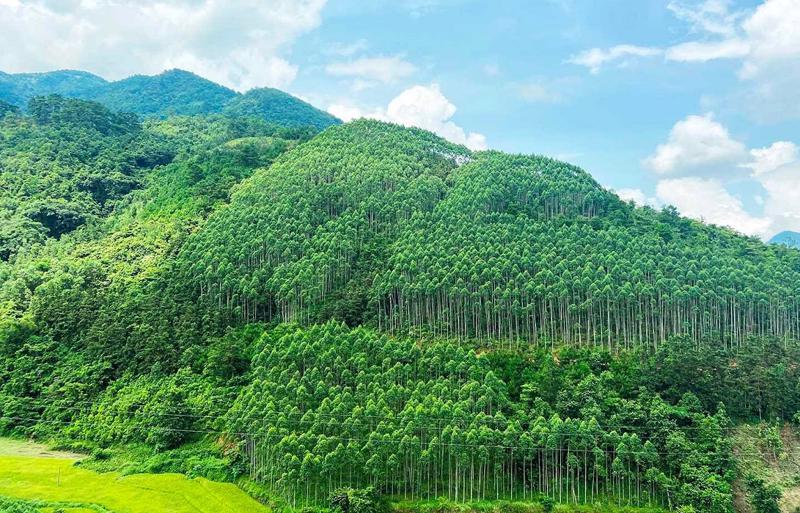 2023 Việt Nam thu về 51,5 triệu USD từ việc bán tín chỉ Carbon